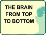 Mental Illness and the Brain