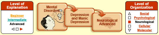 Mental Illness on McGill Brain from Top to Bottom