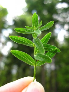 St. John's Wort and Bipolar Disorder Warnings About St. John's Wort for Depression