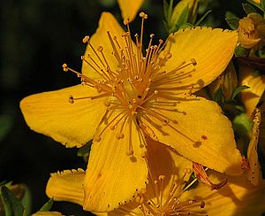 St. John's Wort and Bipolar Depression Warning with Bipolar and St. John's Wort