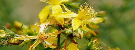 Safety Warnings for St. John’s Wort Safety Warnings for St. John’s Wort