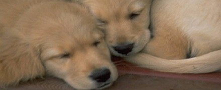 How to Get a Good Night’s Sleep – Part 1 – Brain Training How to Get a Good Night’s Sleep – Part 1 – Brain Training