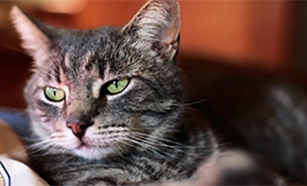 Support for Bipolar Disorder – Will You Be Okay Tonight? Support for Bipolar Disorder – Will You Be Okay Tonight?